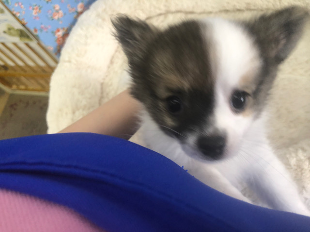 ポメチー（ポメチワ）