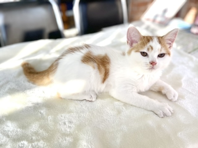 スコティッシュフォールド