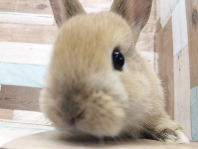 ネザーランドドワーフ