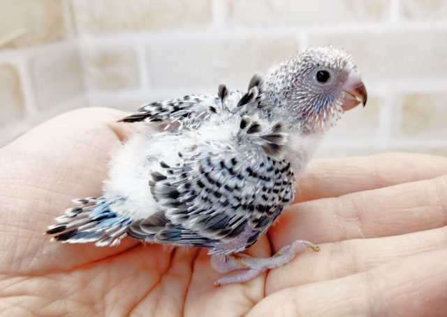 羽衣セキセイインコ