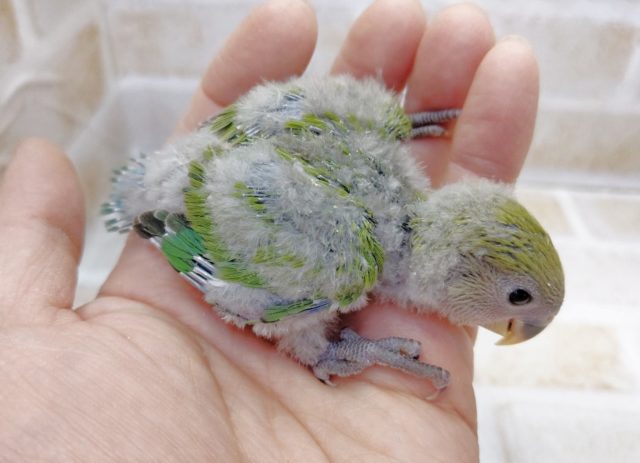 コザクラインコ（小桜インコ）