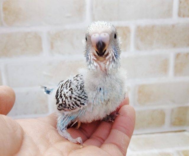 ジャンボセキセイインコ