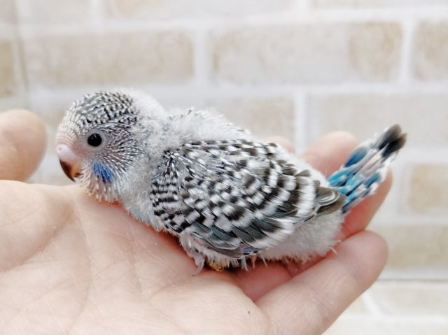 ジャンボセキセイインコ