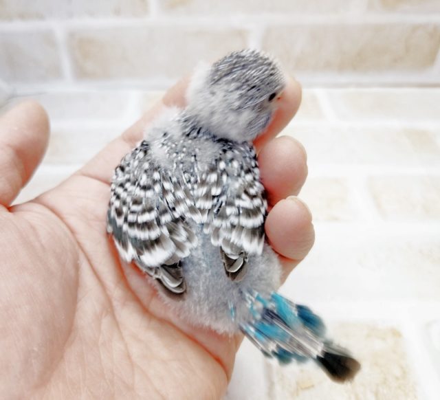 ジャンボセキセイインコ