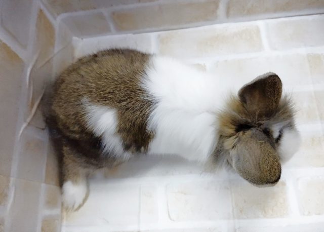 ライオンラビット