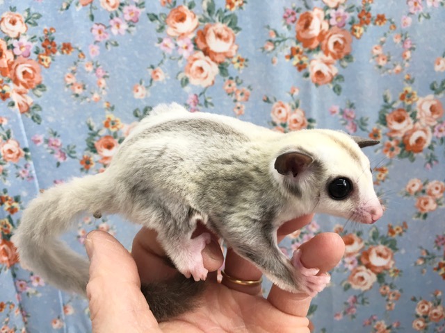 フクロモモンガ