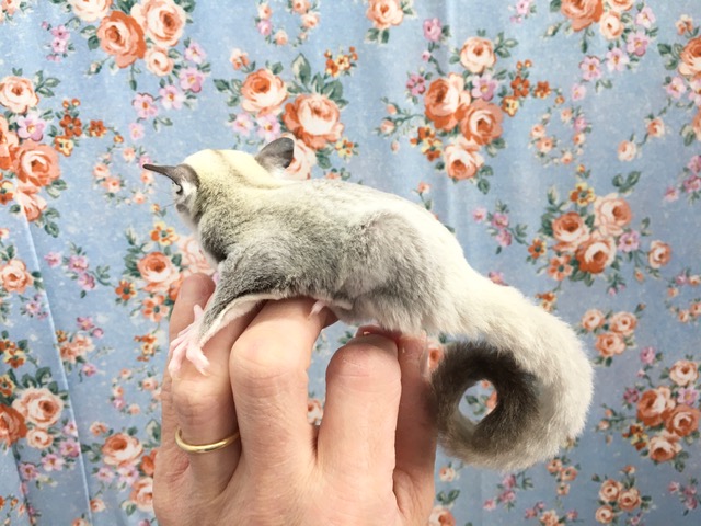 フクロモモンガ