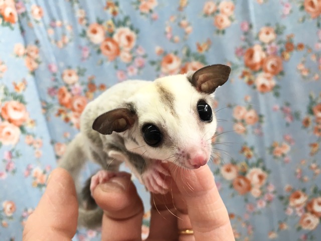 フクロモモンガ