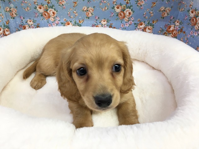 ミニチュアダックス