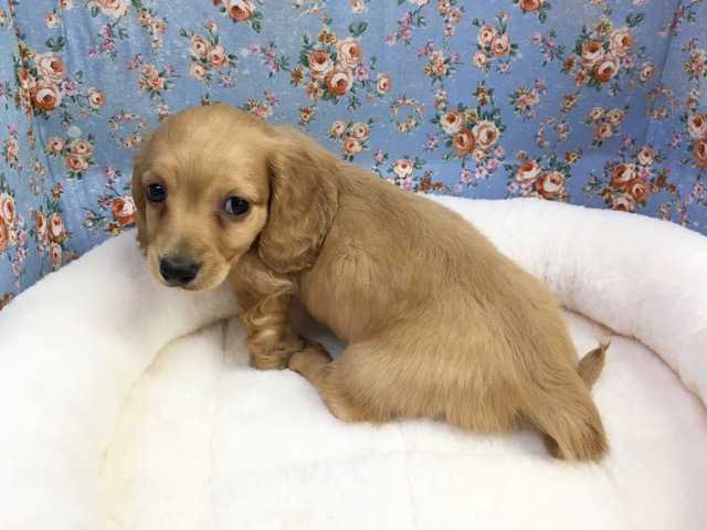 ミニチュアダックス