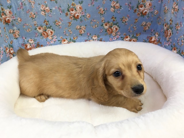 ミニチュアダックス