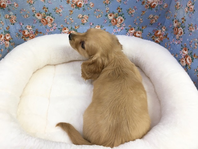 ミニチュアダックス