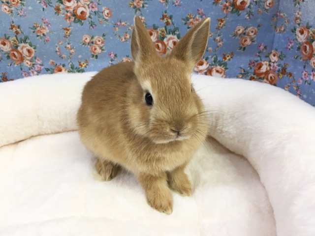 ネザーランドドワーフ