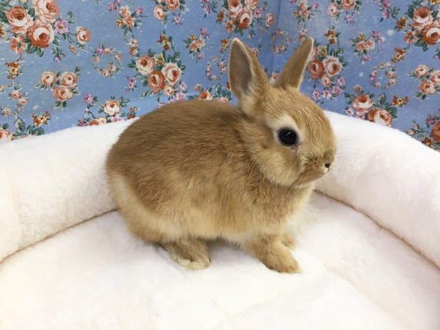 ネザーランドドワーフ