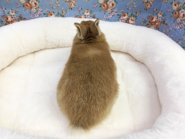 ネザーランドドワーフ