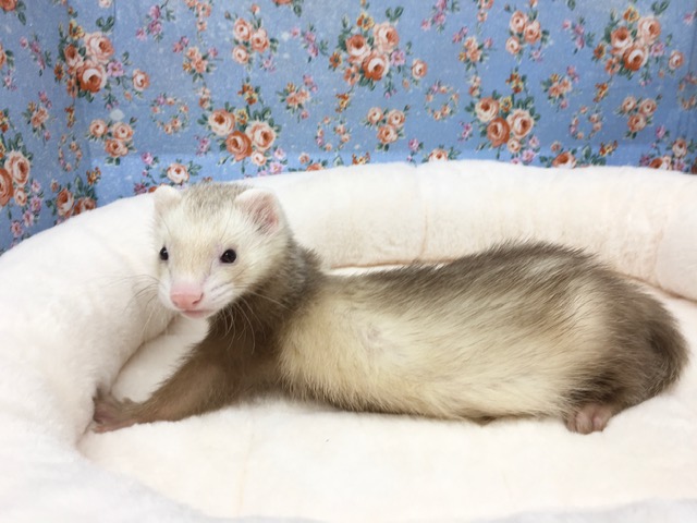 フェレット