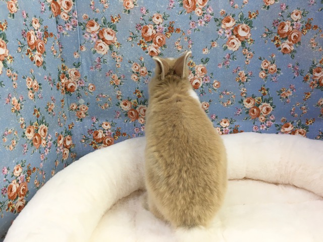 ドワーフラビット