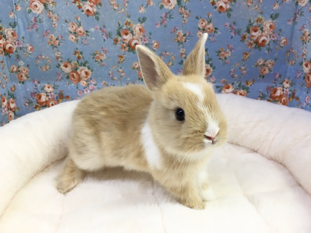 ドワーフラビット