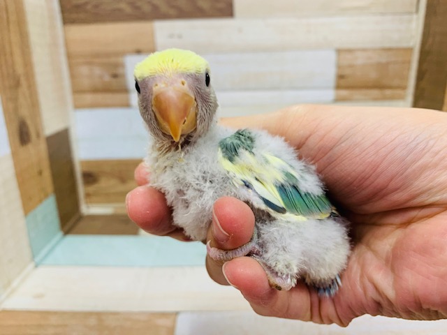 コザクラインコ（小桜インコ）