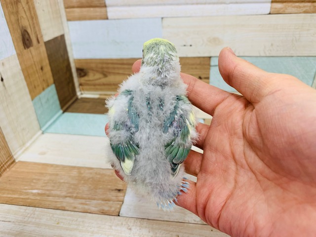 コザクラインコ（小桜インコ）