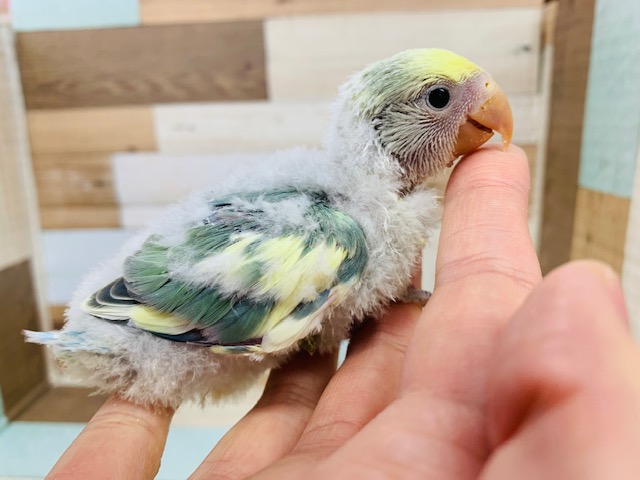 コザクラインコ（小桜インコ）