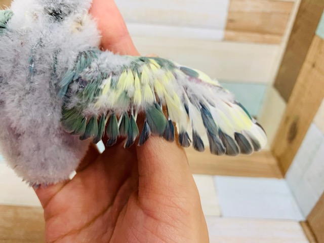 コザクラインコ（小桜インコ）