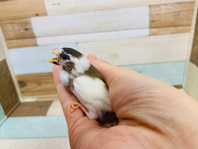 十姉妹（ジュウシマツ）