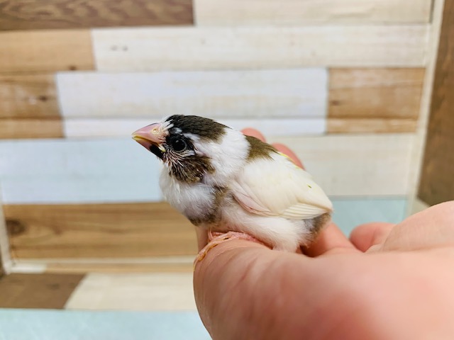 十姉妹（ジュウシマツ）