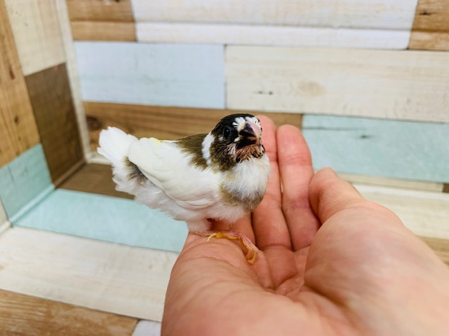 十姉妹（ジュウシマツ）