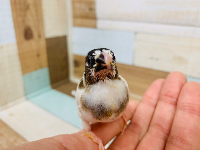 十姉妹（ジュウシマツ）