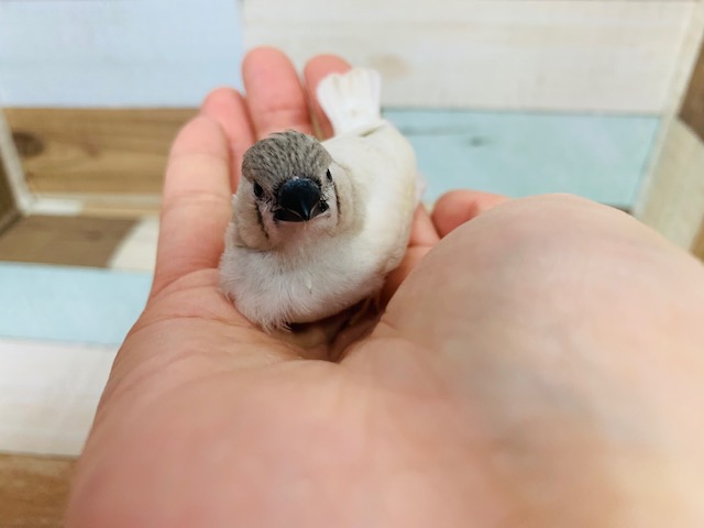 錦花鳥（キンカチョウ）