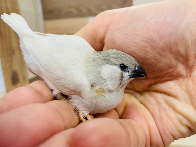 錦花鳥（キンカチョウ）