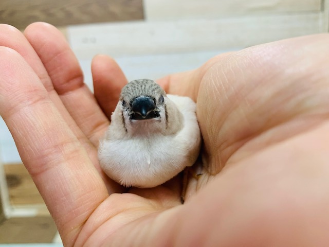 錦花鳥（キンカチョウ）