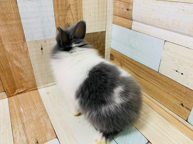 ライオンラビット