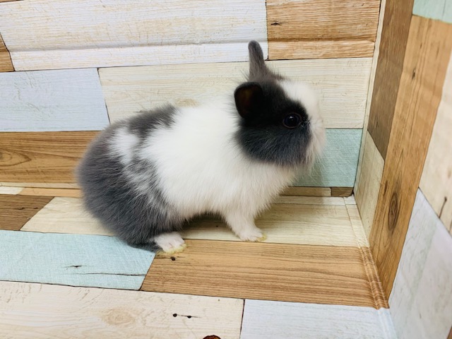 ライオンラビット