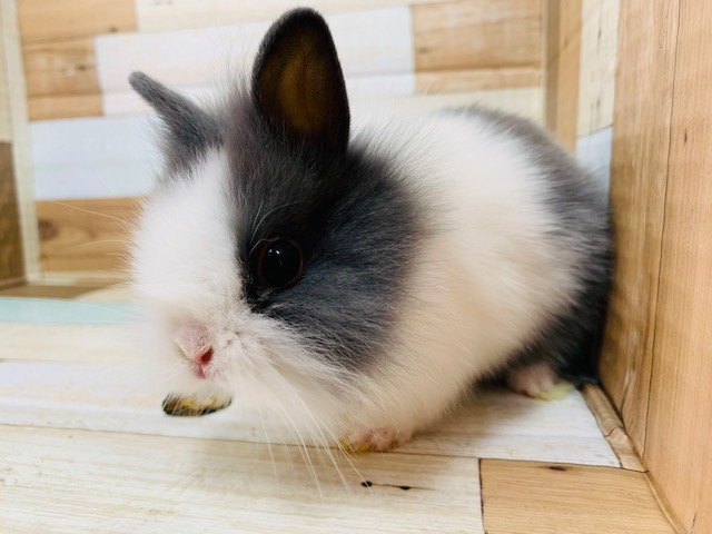 ライオンラビット