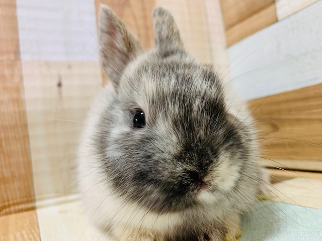 ネザーランドドワーフ