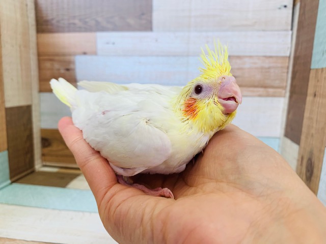 オカメインコ