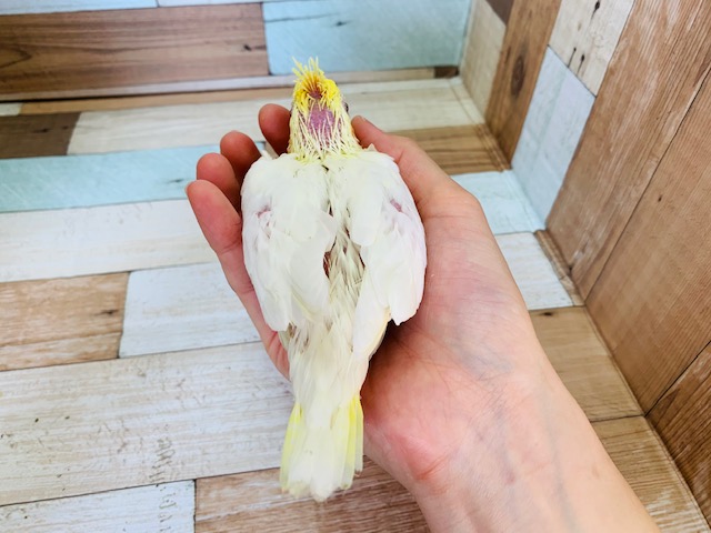オカメインコ