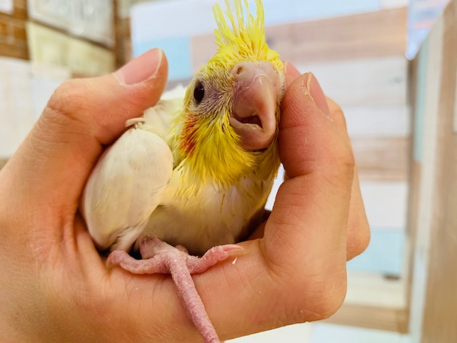 オカメインコ