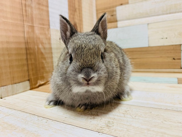 ネザーランドドワーフ