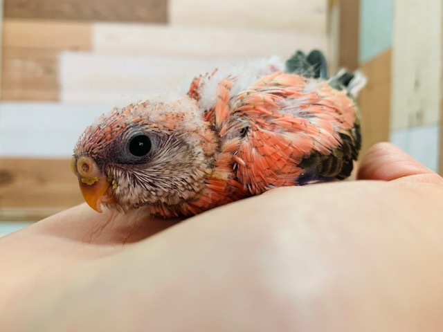アキクサインコ（秋草インコ）
