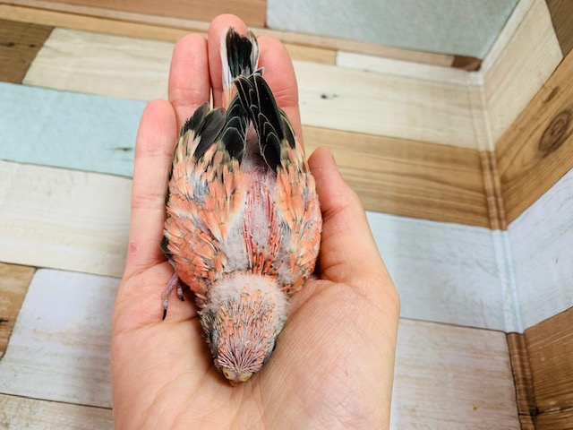 アキクサインコ（秋草インコ）