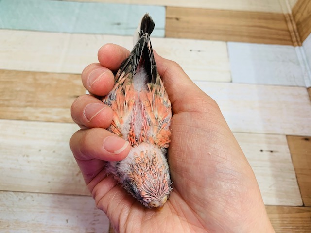 アキクサインコ（秋草インコ）