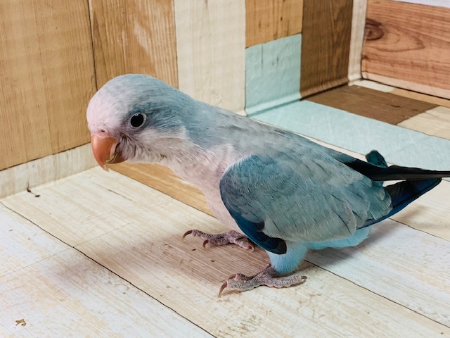 オキナインコ