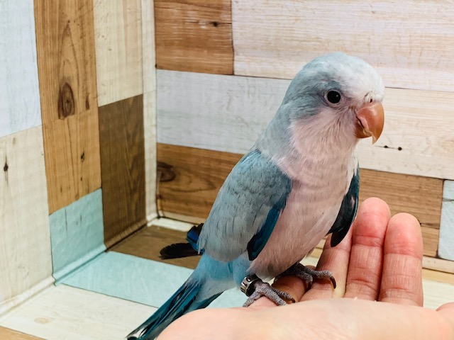 オキナインコ