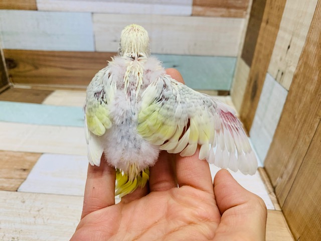 セキセイインコ