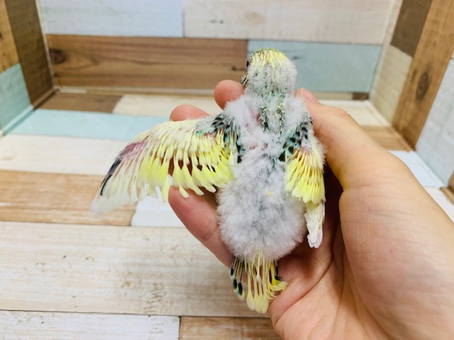 セキセイインコ