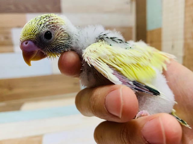 セキセイインコ