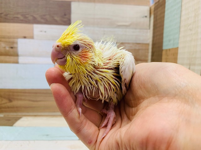 オカメインコ